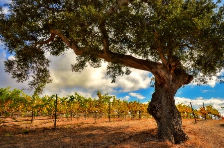 Central California Coast Vineyard