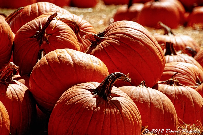 Pumpkins Galore 