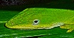 Green Anole