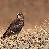 © Leslie J. Morris PhotoID # 13472586: Northern Harrier