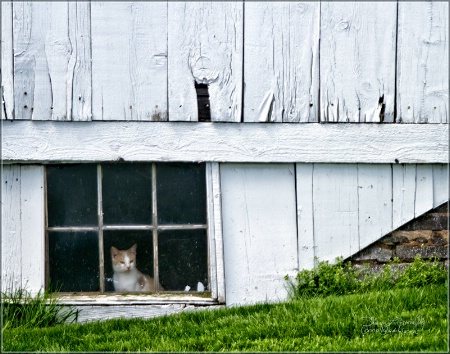 Basement Window