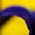 2PhotoID: 13472672  - ID: 13472672 © Carol Eade