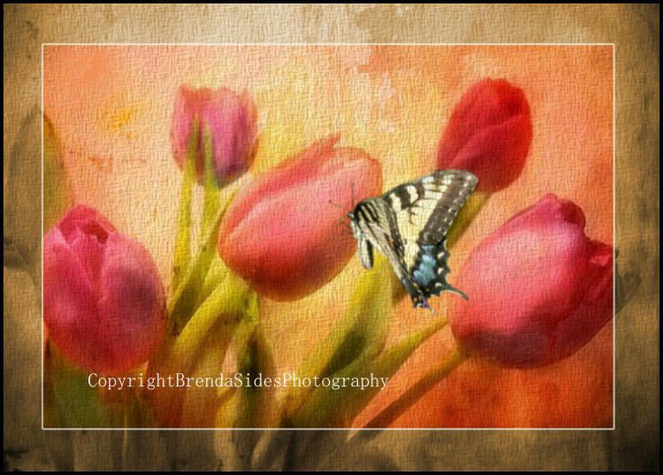 ~Dainty Tulips with Butterfly~