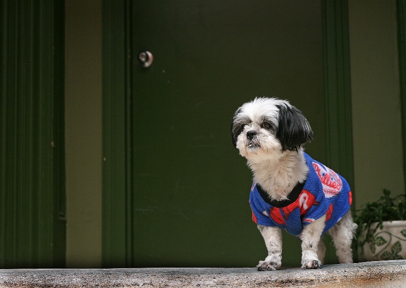 Canine Philly Fan