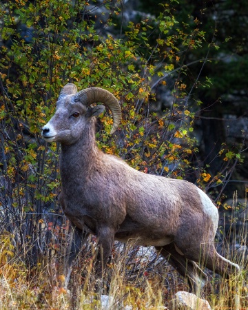 Bighorn Sheep