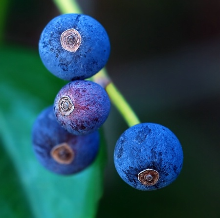 ~Fall Berries~