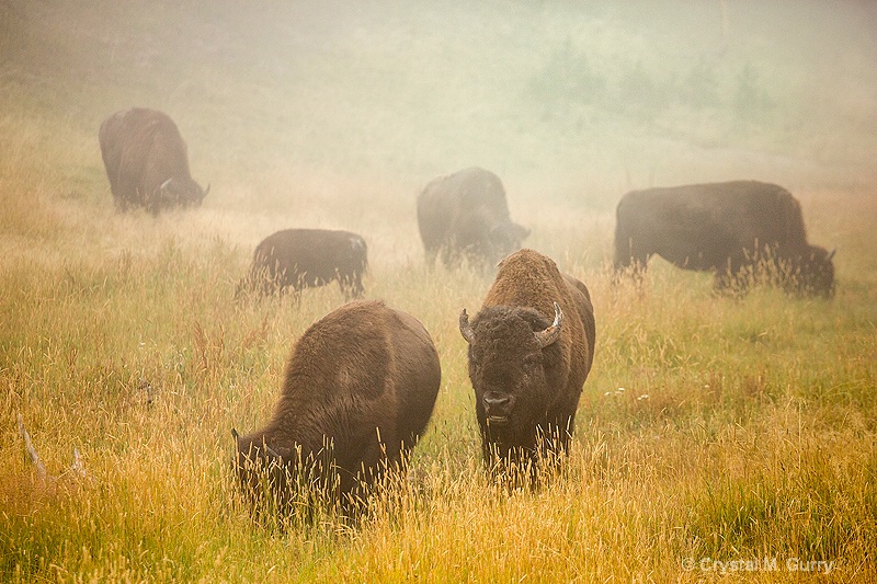 Buffalo in Morning Fog