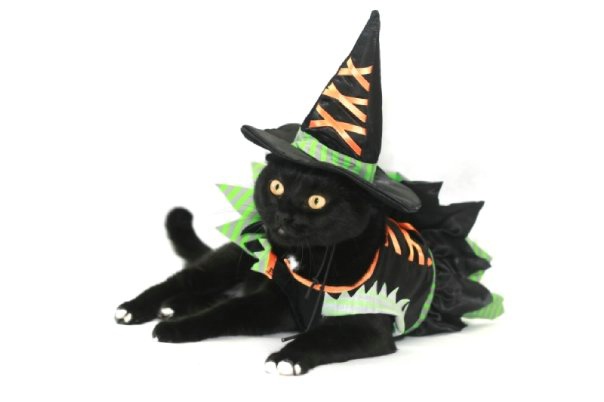 Witchy Cat!