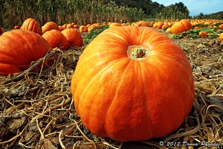 Pumpkin Patch