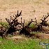 © Thomas C. Geyer PhotoID # 13476269: Sitting Bulls