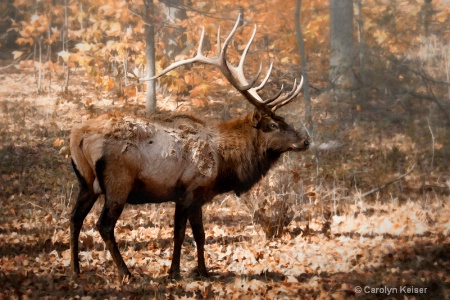 Lone Elk