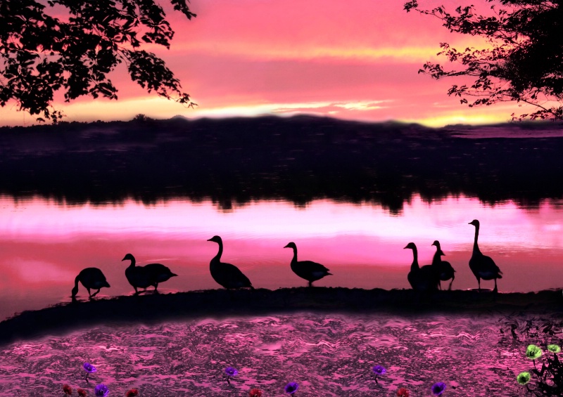 Birds on Sunset Lake