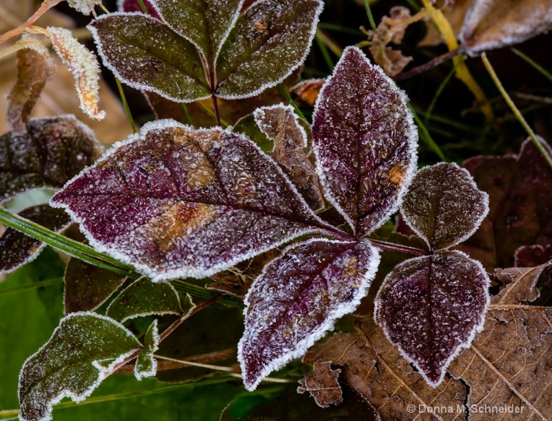 Frosty Fall Collage