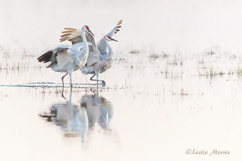 Dance of the Sandhill Cranes - ID: 13477298 © Leslie J. Morris