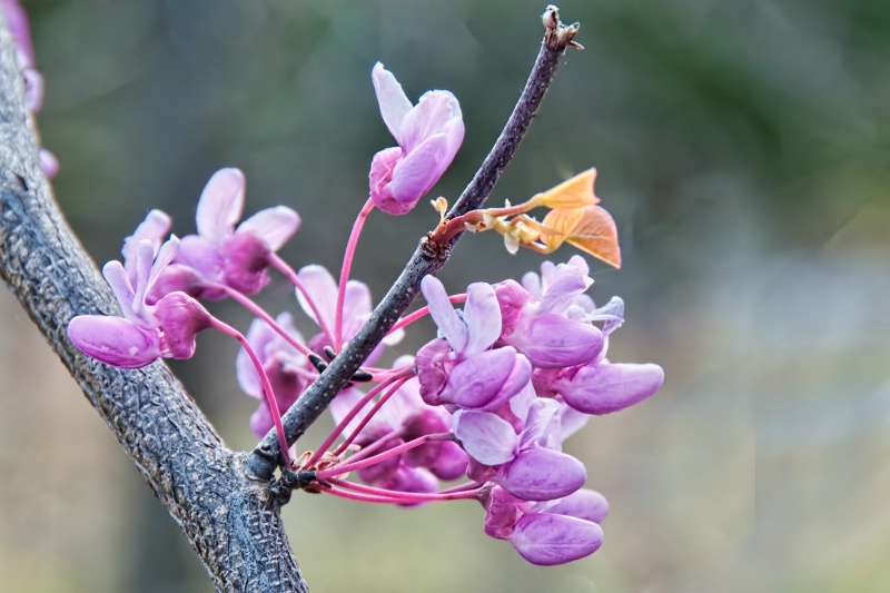 Spring Buds