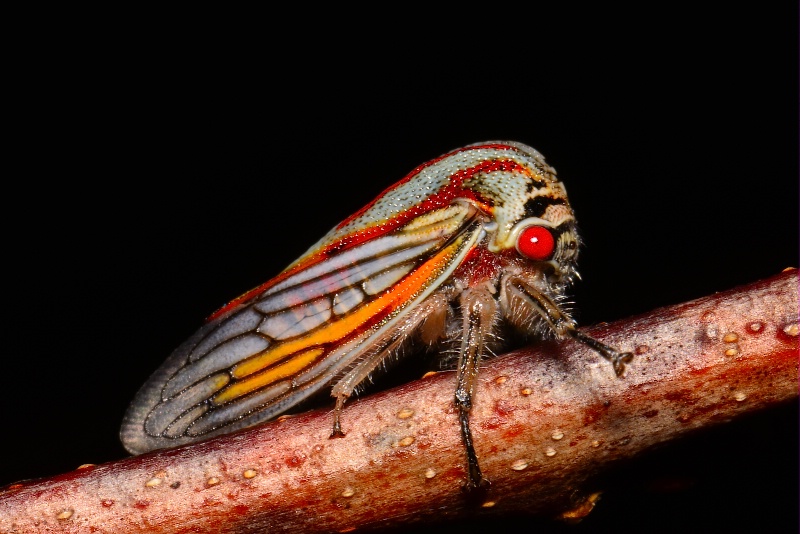 Oak Treehopper