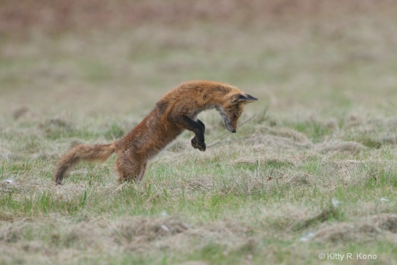 Fox Jump - ID: 13479350 © Kitty R. Kono