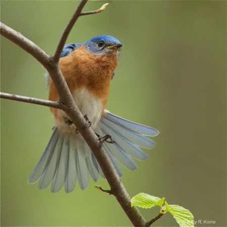 Bluebird Tail Stretch