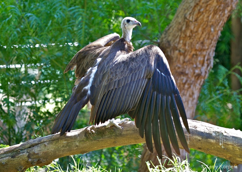 Hooded Vulture - ID: 13479452 © Terry Korpela