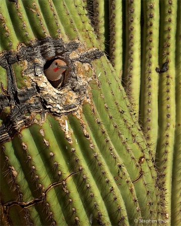 Arizona Snowbird