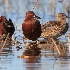 © Leslie J. Morris PhotoID # 13479983: Cinnamon Teals