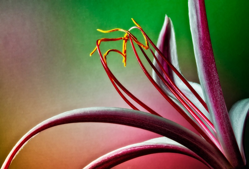 "Crenium Lilly Flower"