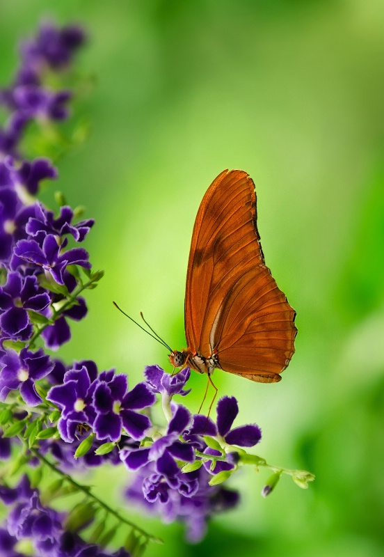 Orange Longwing