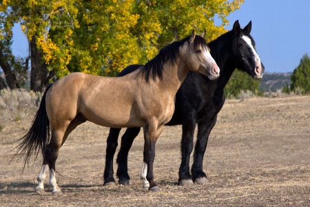 Two Wild Horses