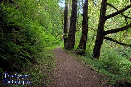 Path to the Falls