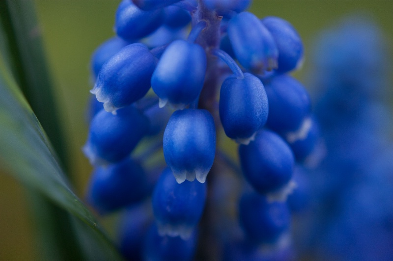 Grape Hyacinth