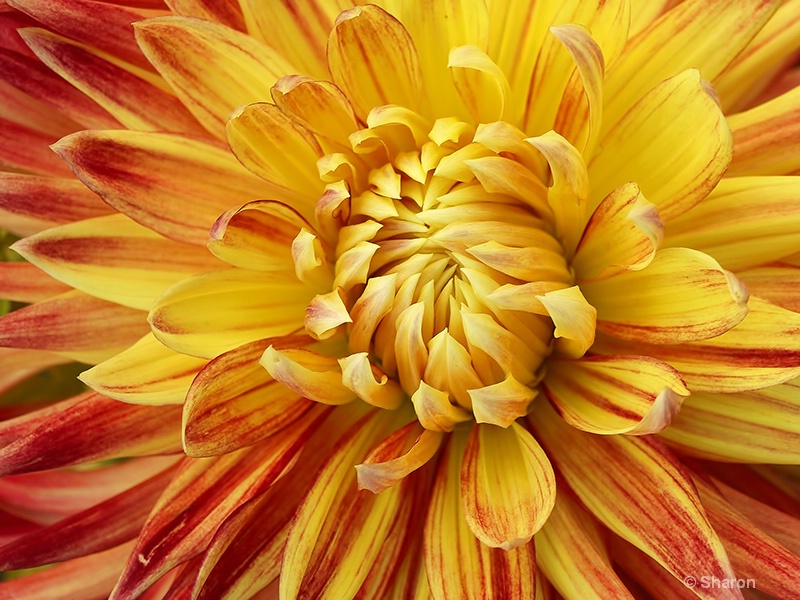 Dazzling Dahlia