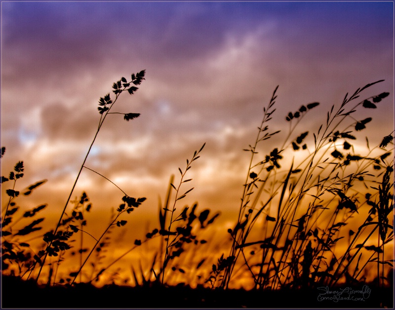 Setting behind the grass