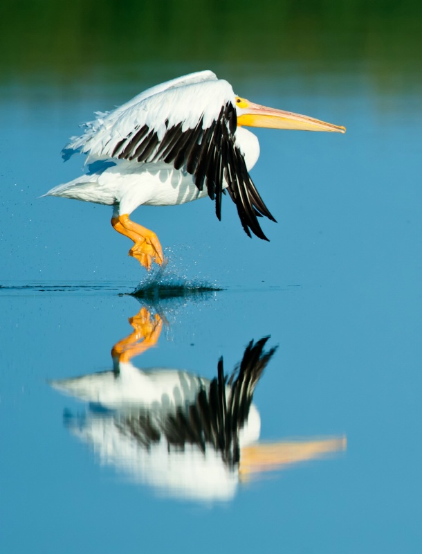 Great American Pelican