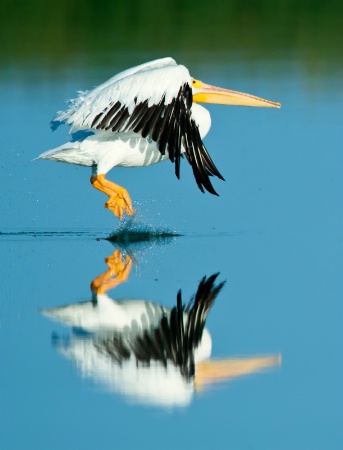 Great American Pelican