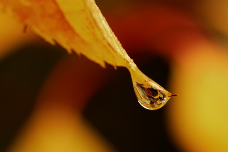 Fall Showers