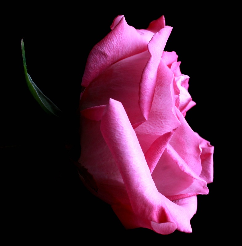 profiled pink rose