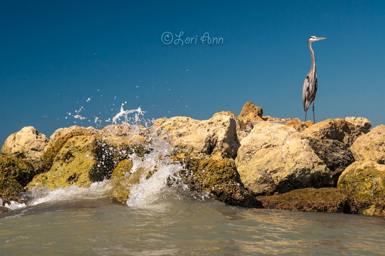 Great Blue