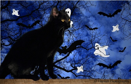 Scaredy Cat