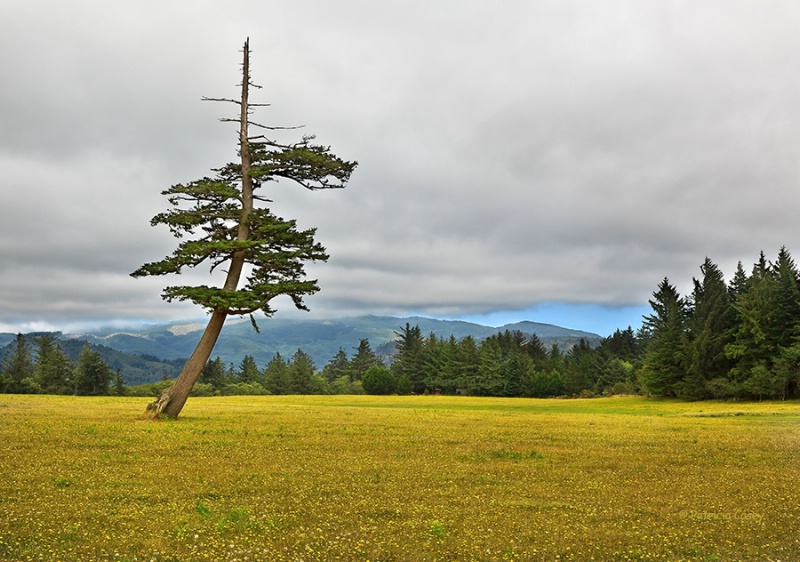 Leaning Tree - ID: 13487086 © Patricia A. Casey