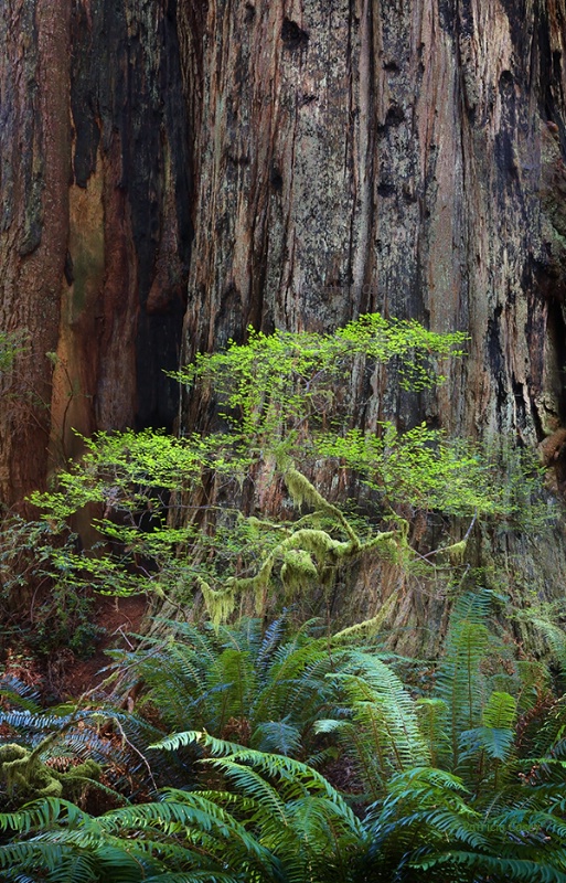 Sprout - ID: 13487087 © Patricia A. Casey