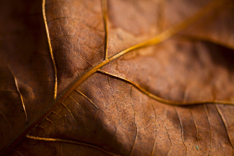 Full Fall Leaf