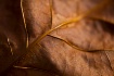 Full Fall Leaf
