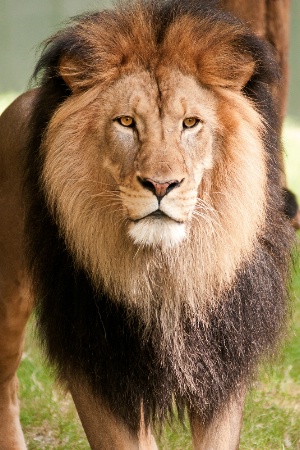 Male Lion