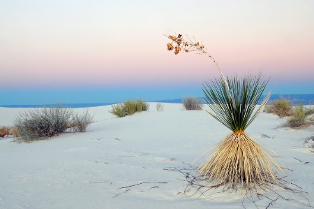 Desert Twilight