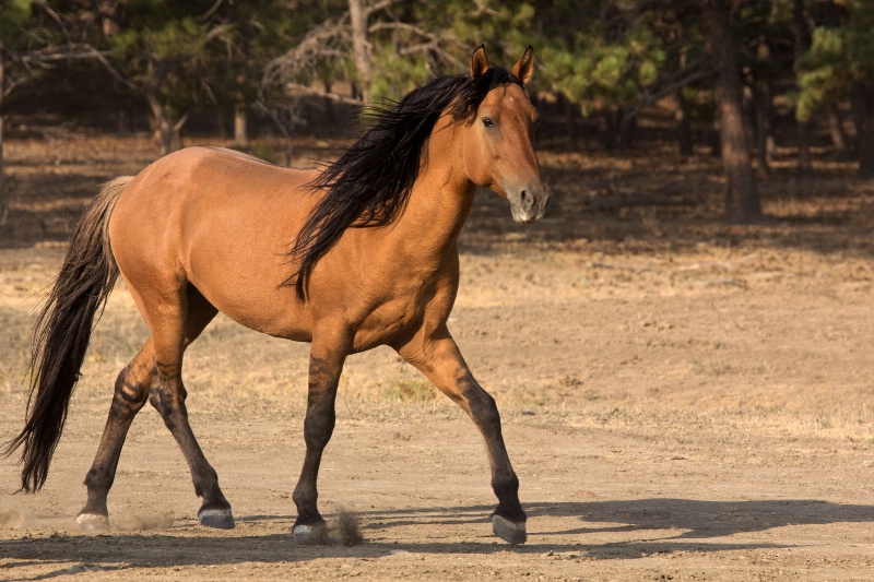 Spanish Stallion