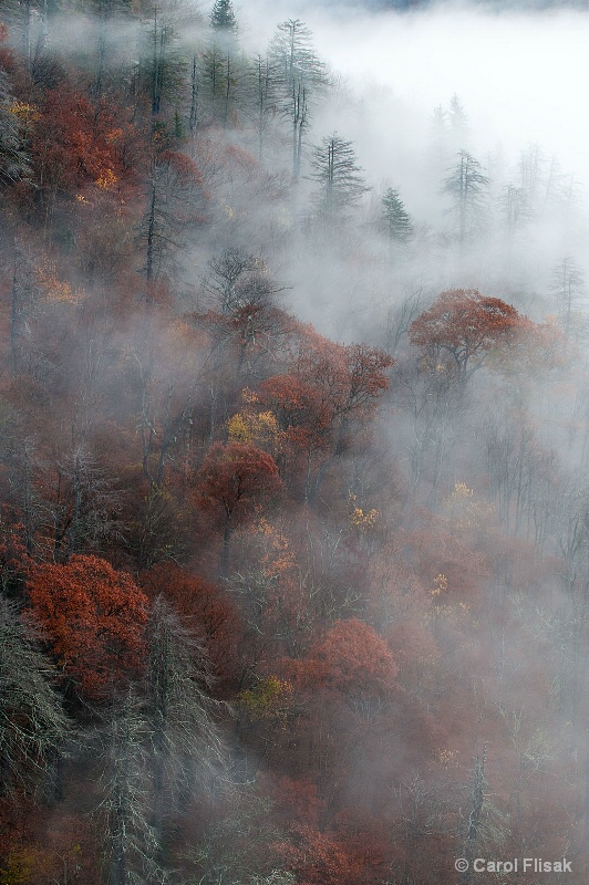 Rolling Fog in North Carolina