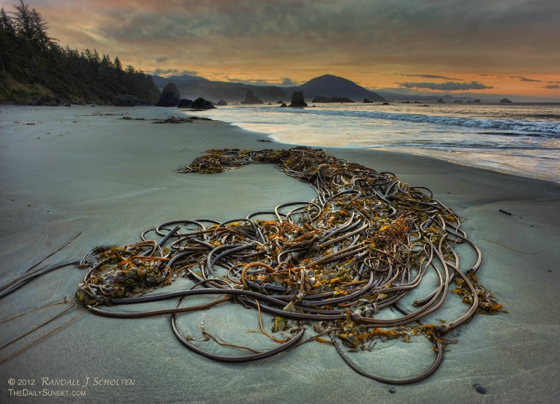 Kelp Knot