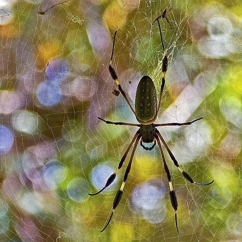 Costa Rica Spider