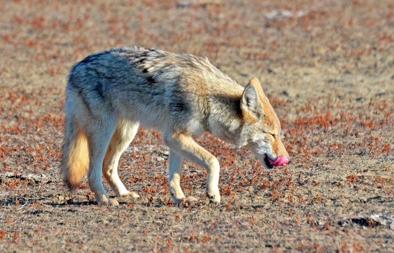 Coyote  in  Pain