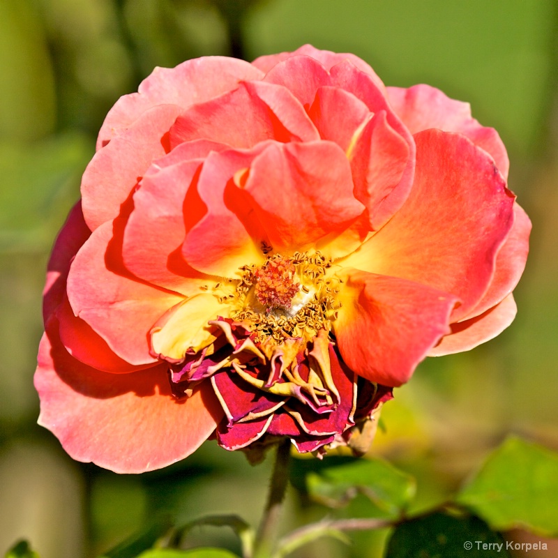 A nice rose - ID: 13488594 © Terry Korpela